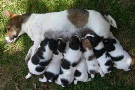 La maman de mon chiot